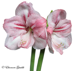 Amaryllis_T1119Mini
