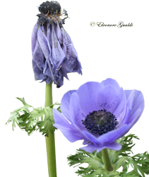 Anemone01_T1119Mini
