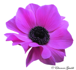 Anemone02_T1119Mini