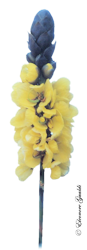 Cassia_T281219Mini