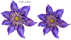 Clematis02_T0515Mini