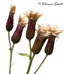 Distel01Mini_T0313