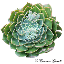 Echeveria_T0413Mini