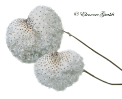 HerbstanemoneMini_T0715