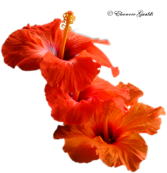 Hibiskus_T0815Mini