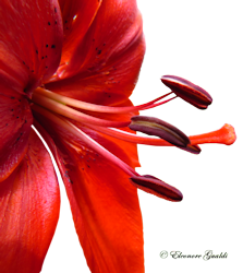 LilieMini_T0715