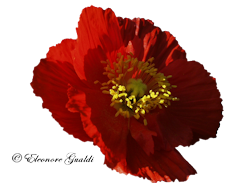 Mohnblueterot01Mini_Eleonore_0212
