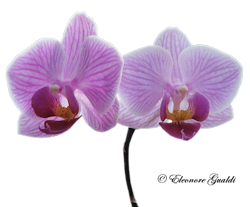 Orchidee01Mini_T0313