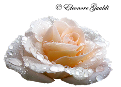 Rose01Mini_T0313