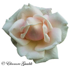 Rose02Mini_T0313