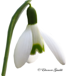 Schneegloeckchen_T0215Mini