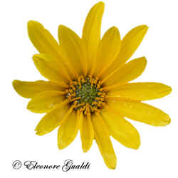 Sonnenblume02Mini_T0313