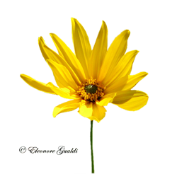 Sonnenblume03Mini_T0313