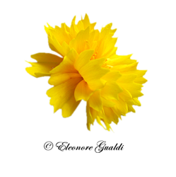 Sonnenblume04Mini_T0313