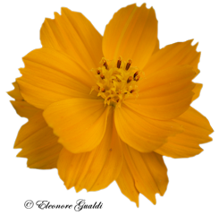 Tagetes01Mini_0212