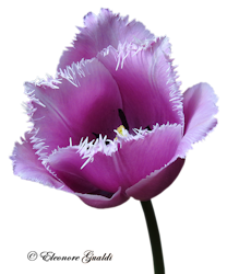 Tulpe03_T0614Mini