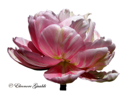 Tulpe04_0314Mini