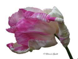 Tulpe05_T0215Mini