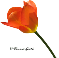 Tulpe06_T0215Mini