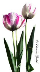 Tulpen01_T0614Mini