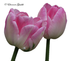 Tulpen02_T0215Mini