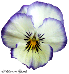 Viola01Mini_0212