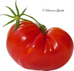 Tomate_T0817Mini