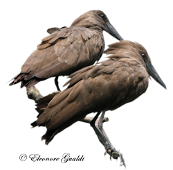 Hamerkop_T0517Mini
