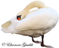 Schwan04_T1119Mini