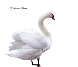 Schwan_T160120Mini