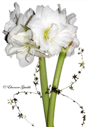 Amaryllis_weiss_Sterne_T1119Mini